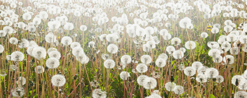 蒲公英是什么年生草本植物? 蒲公英是什么年生草本植物?