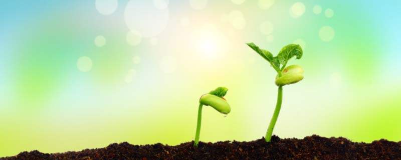 植物生长需要什么 植物生长需要什么