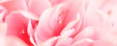 茶花土壤要求
