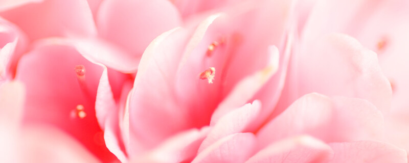 茶花土壤要求