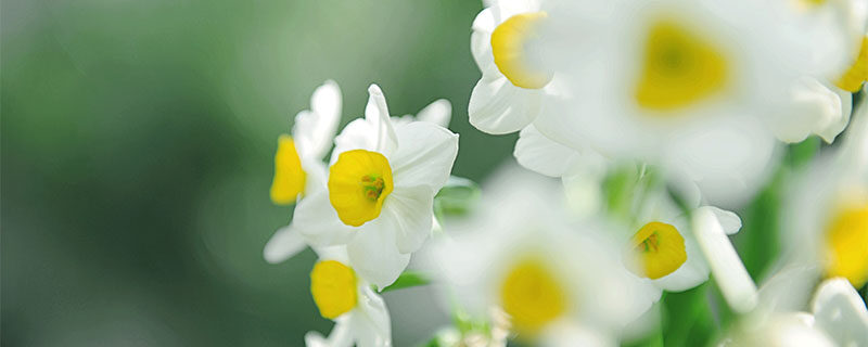 水仙花怕冷吗 水仙花怕冷吗