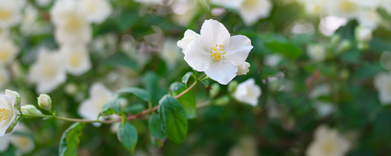室内常见花卉 室内常见花卉