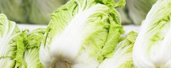 大白菜腐烂病特效药