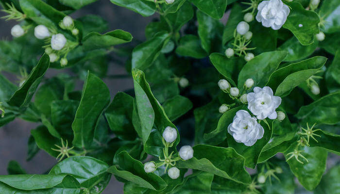 海花草种植技术