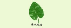 滴水观音多久浇一次水