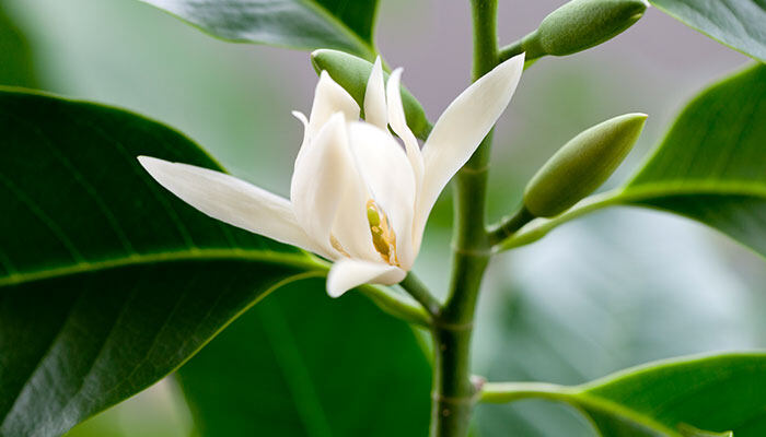 斑马花怎么养 斑马花怎么养