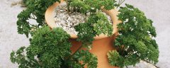 香芹菜种植时间和方法