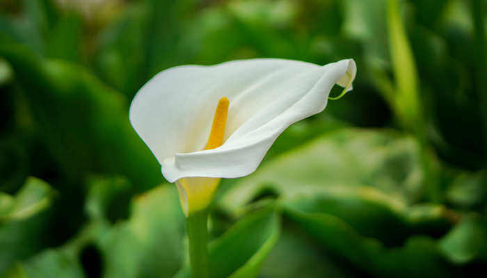 彩色马蹄莲一年开几次花 彩色马蹄莲一年开几次花