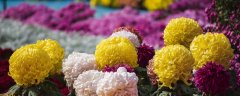 开封龙亭菊花展时间