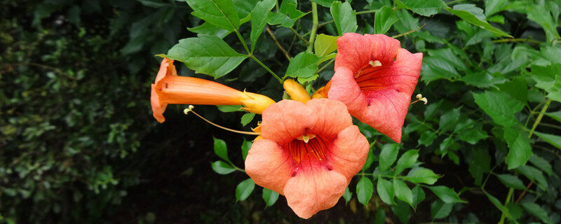 龙牙花的花语 龙牙花的花语