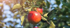 苹果树10月份施什么肥