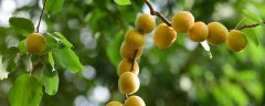 杏子什么季节成熟?