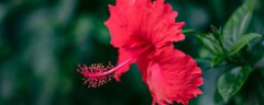 南宁的市花是什么