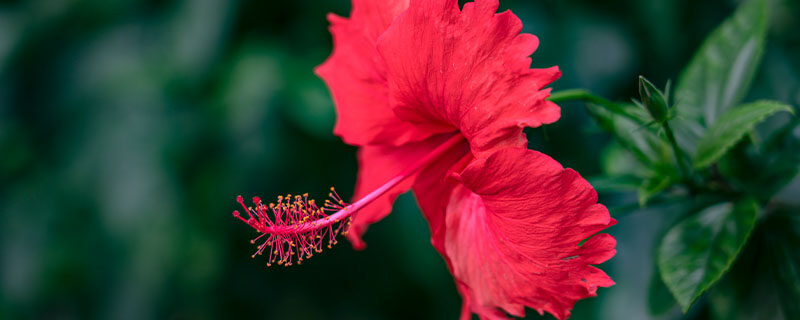 南宁的市花是什么 南宁的市花是什么