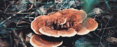 灵芝盆栽需要放土吗
