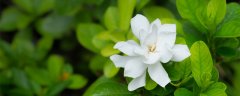 栀子花喜阴还是喜阳