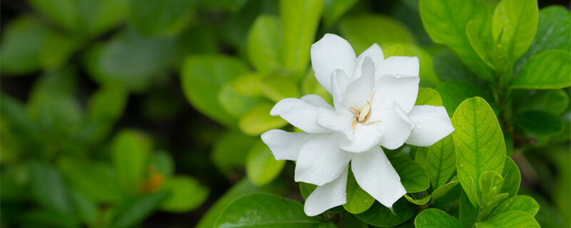 栀子花喜阴还是喜阳 栀子花喜阴还是喜阳