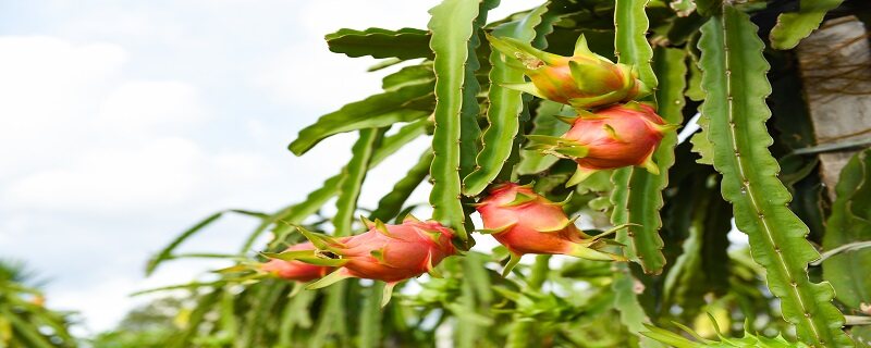 怎样种植火龙果 怎样种植火龙果