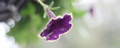 牵牛花喜欢水吗