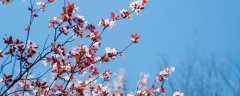 李花和梨花的区别