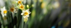农历十二个月花名