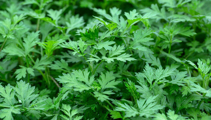 艾蒿和艾草是一种吗 艾蒿和艾草是一种吗