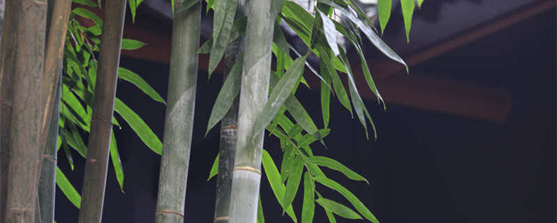 跟竹子一样有奉献精神的植物