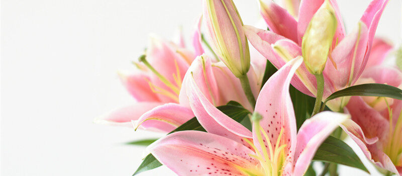 百合花有几种颜色? 百合花有几种颜色?