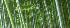 竹子是什么植物
