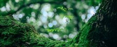 水苔有什么用