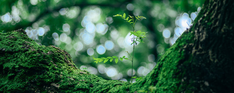 水苔有什么用 水苔有什么用