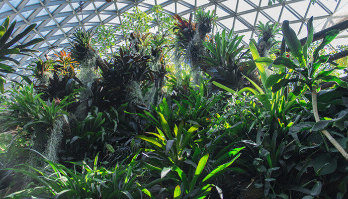 植物营养液怎么配 植物营养液怎么配