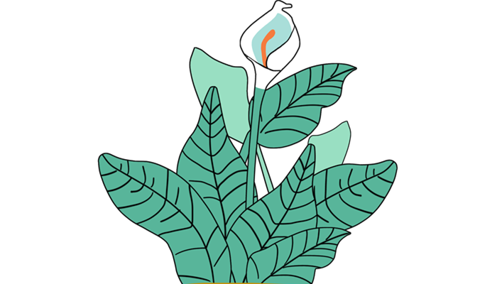 白掌怎么养才能开花更旺盛 白掌怎么养才能开花更旺盛
