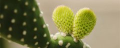 绿色植物可以更新空气这是植物什么释放氧气的结果