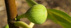 无花果树养殖方法