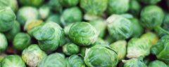 孢子甘蓝菜几月播种