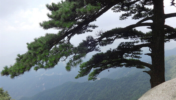 送客松的样子 送客松的样子