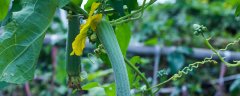 基本不打农药的7种蔬菜