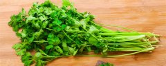 香菜种子如何冰箱冷冻催芽