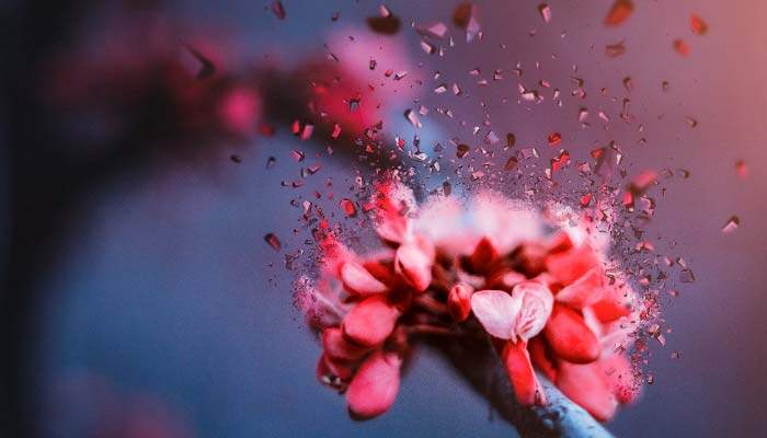 梅花生长在什么地方 梅花生长在什么地方