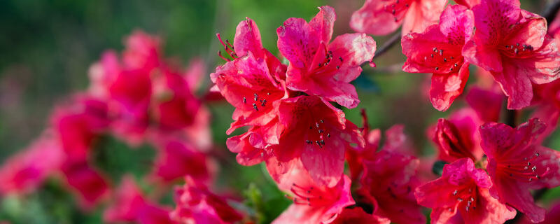 白花小松怎么栽 白花小松怎么栽