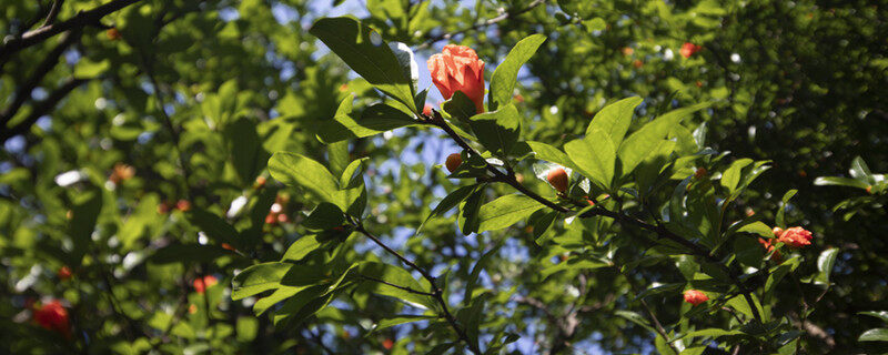 石榴花像什么 石榴花像什么