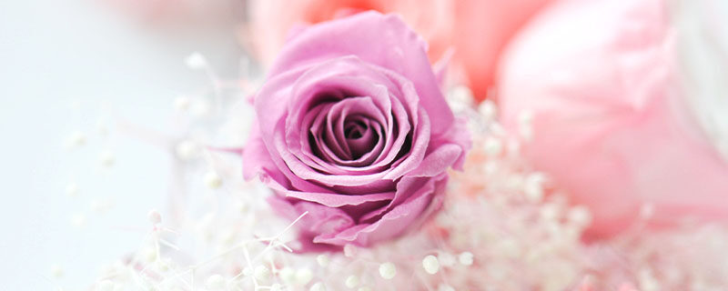 玫瑰花怎么养 玫瑰花怎么养