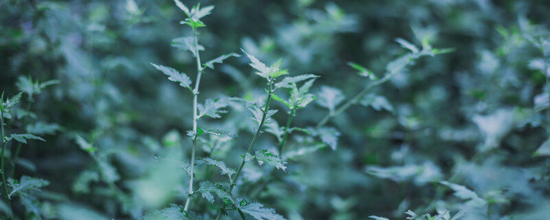 艾草一年能收割几次 艾草一年能收割几次