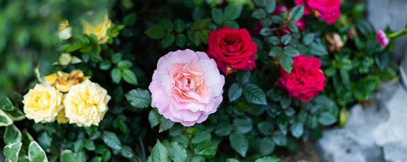 月季花瓣能吃吗 月季花瓣能吃吗