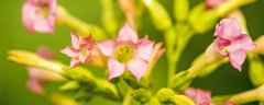 夜来香花香有毒吗
