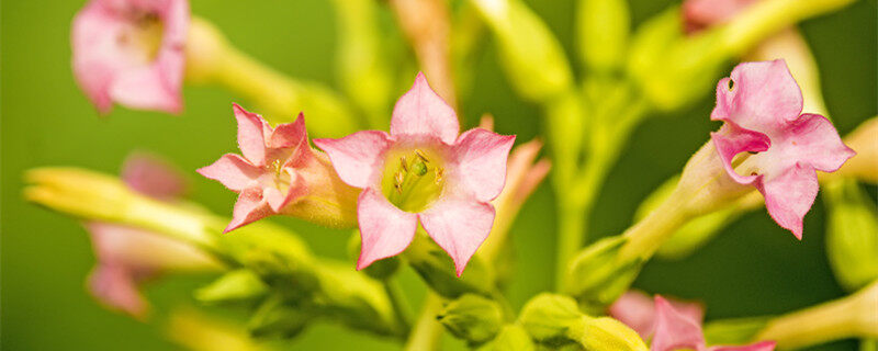夜来香花香有毒吗 夜来香花香有毒吗