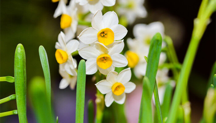水仙花的特点 水仙花的特点
