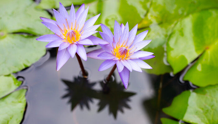 靖西海菜花图片 靖西海菜花图片