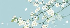 怎么叠花